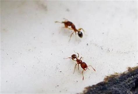 窗外迴旋處風水 家裏突然很多螞蟻